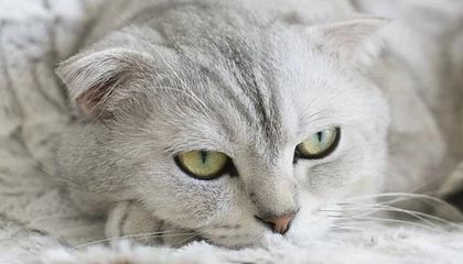 手游的魅力：在指尖开启的沉浸式世界