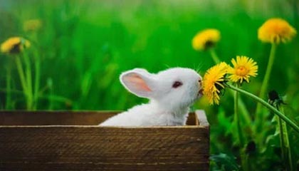 pg电子是什么：揭开在线娱乐平台的新风潮与玩家共鸣